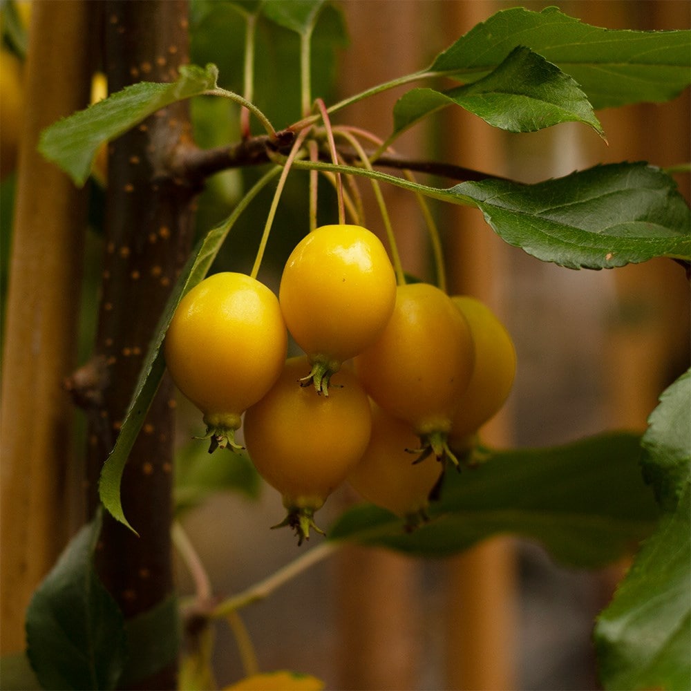 <i>Malus</i> 'Comtesse de Paris'