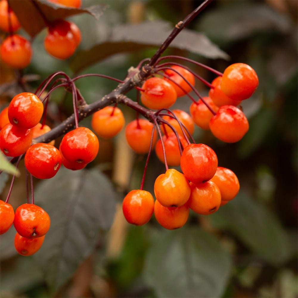 Product options image