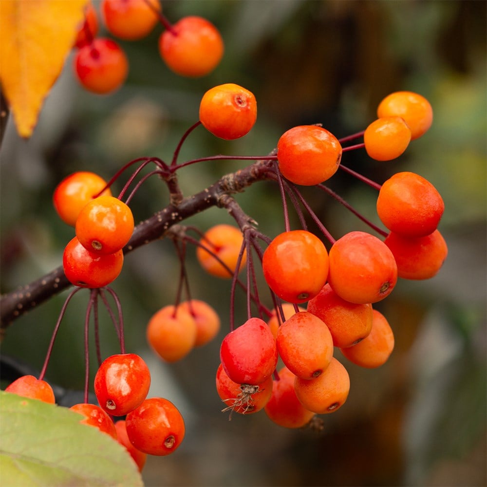 <i>Malus</i> 'Indian Magic'