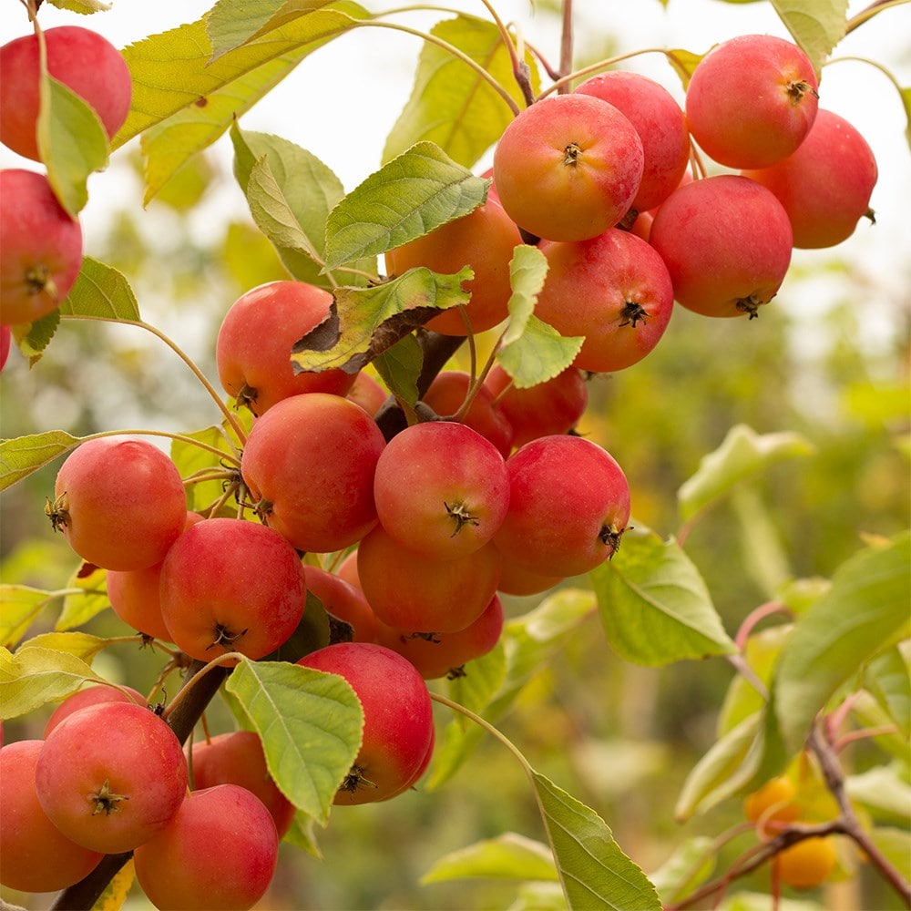 <i>Malus</i> <b class=small-caps>Jelly King</b> ('Mattfru')