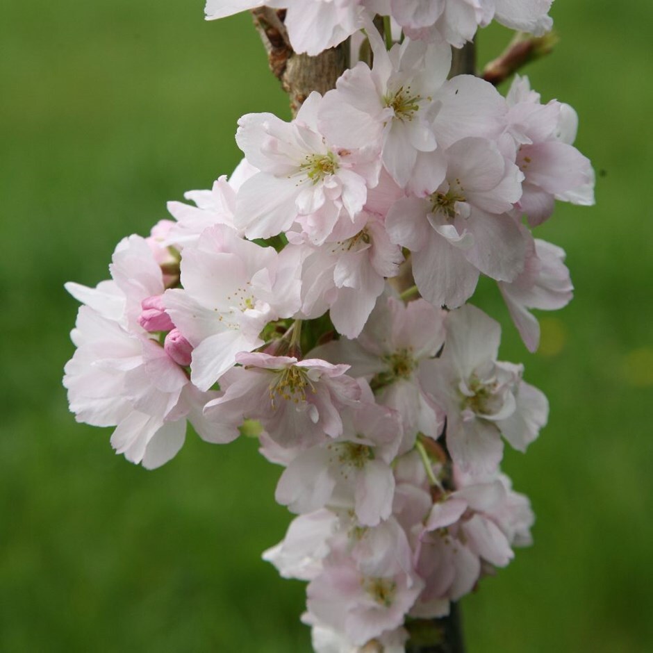 Buy Japanese flowering cherry Prunus 'Amanogawa'
