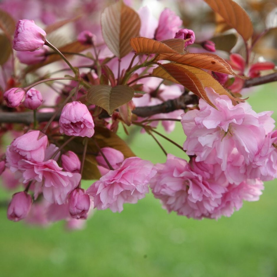 Buy Japanese flowering cherry Prunus 'Kanzan'