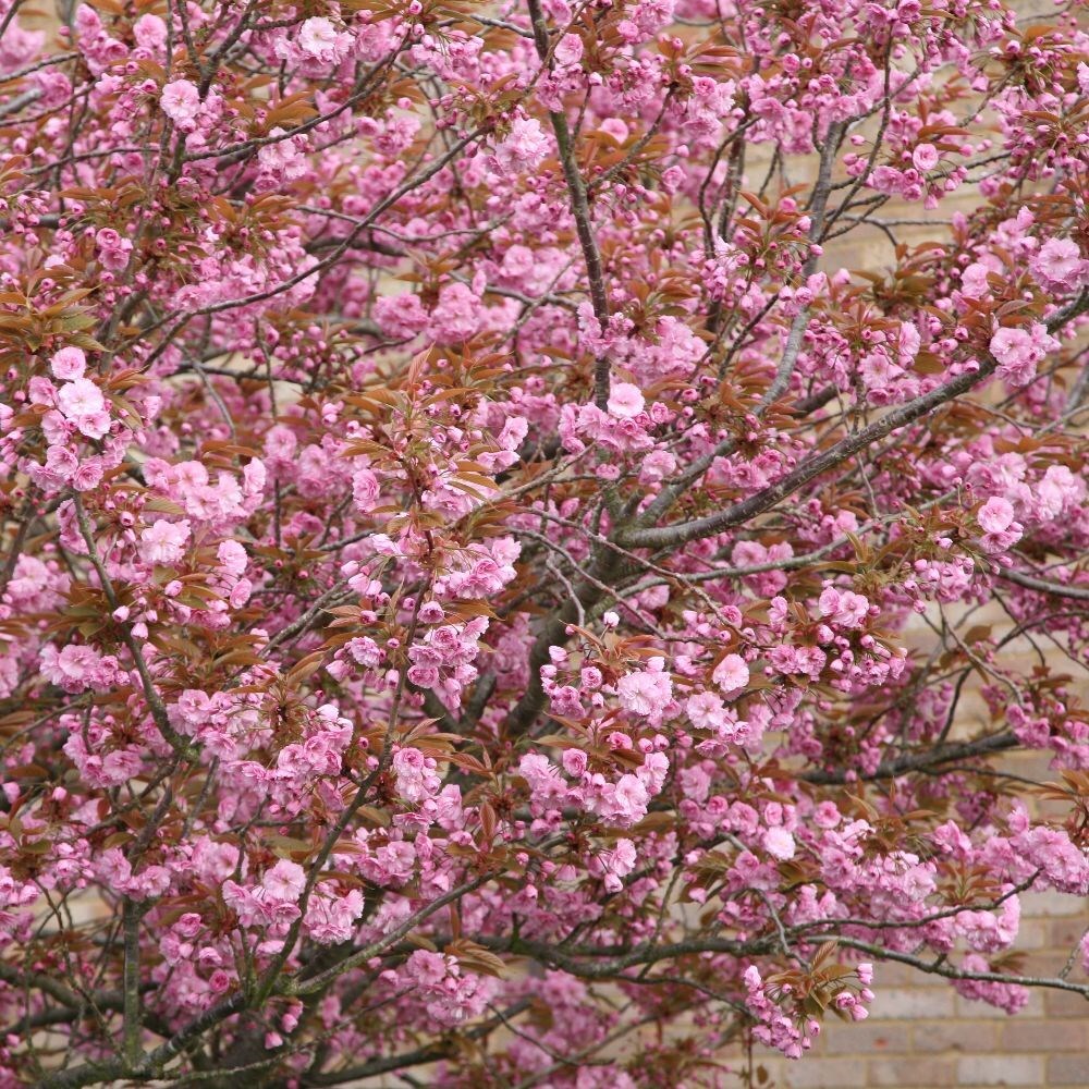 Buy Japanese flowering cherry Prunus Kanzan £49.99 Delivery by Crocus
