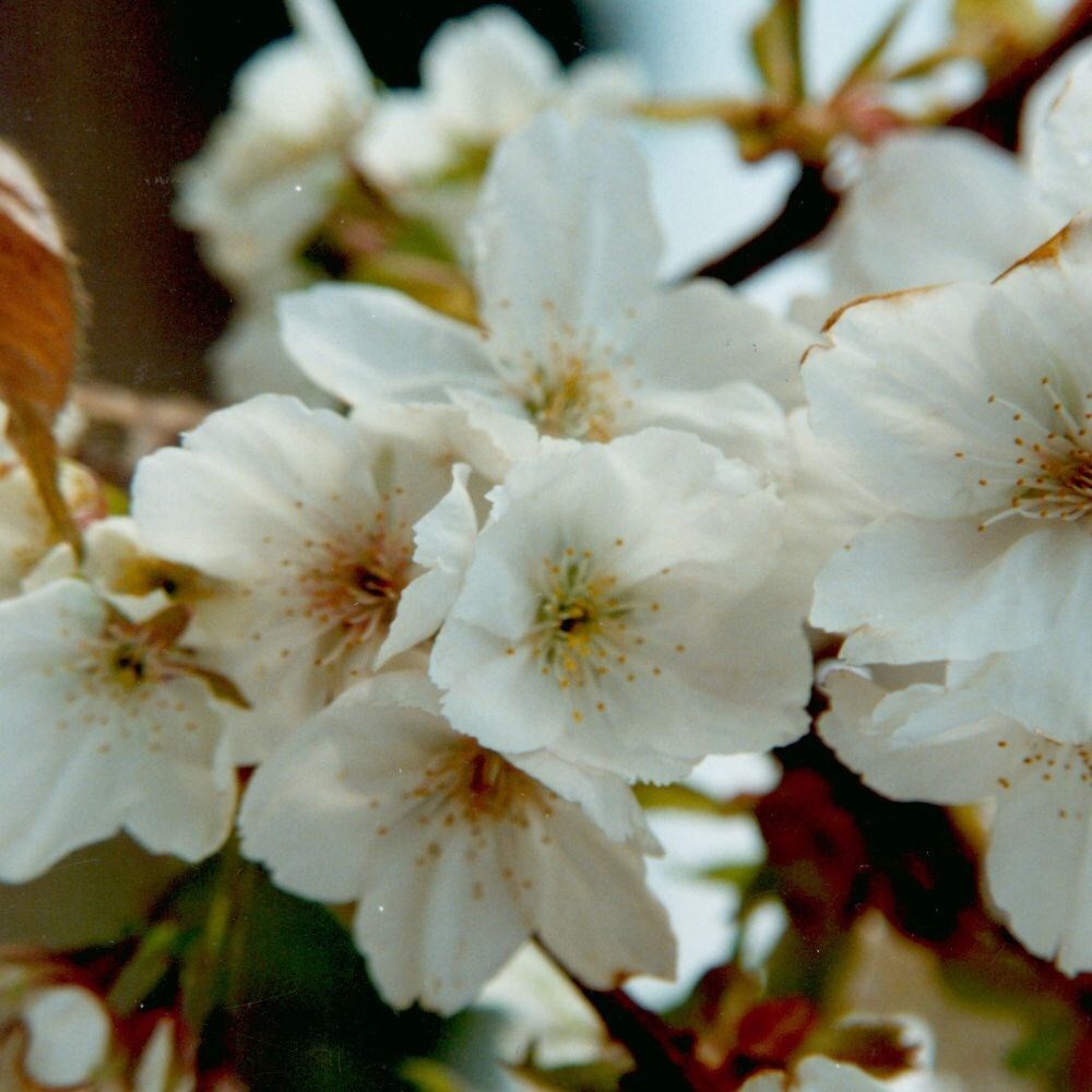 Buy hill cherry Prunus Tai-haku: £59.99 Delivery by Crocus