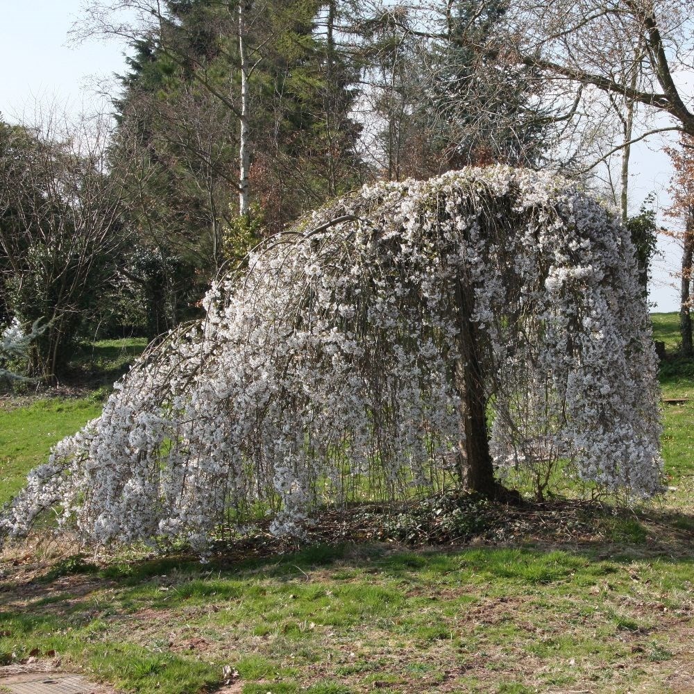 flowering cherry blossom tree (syn. Prunus x yedoensis 'Shidare Yoshino')