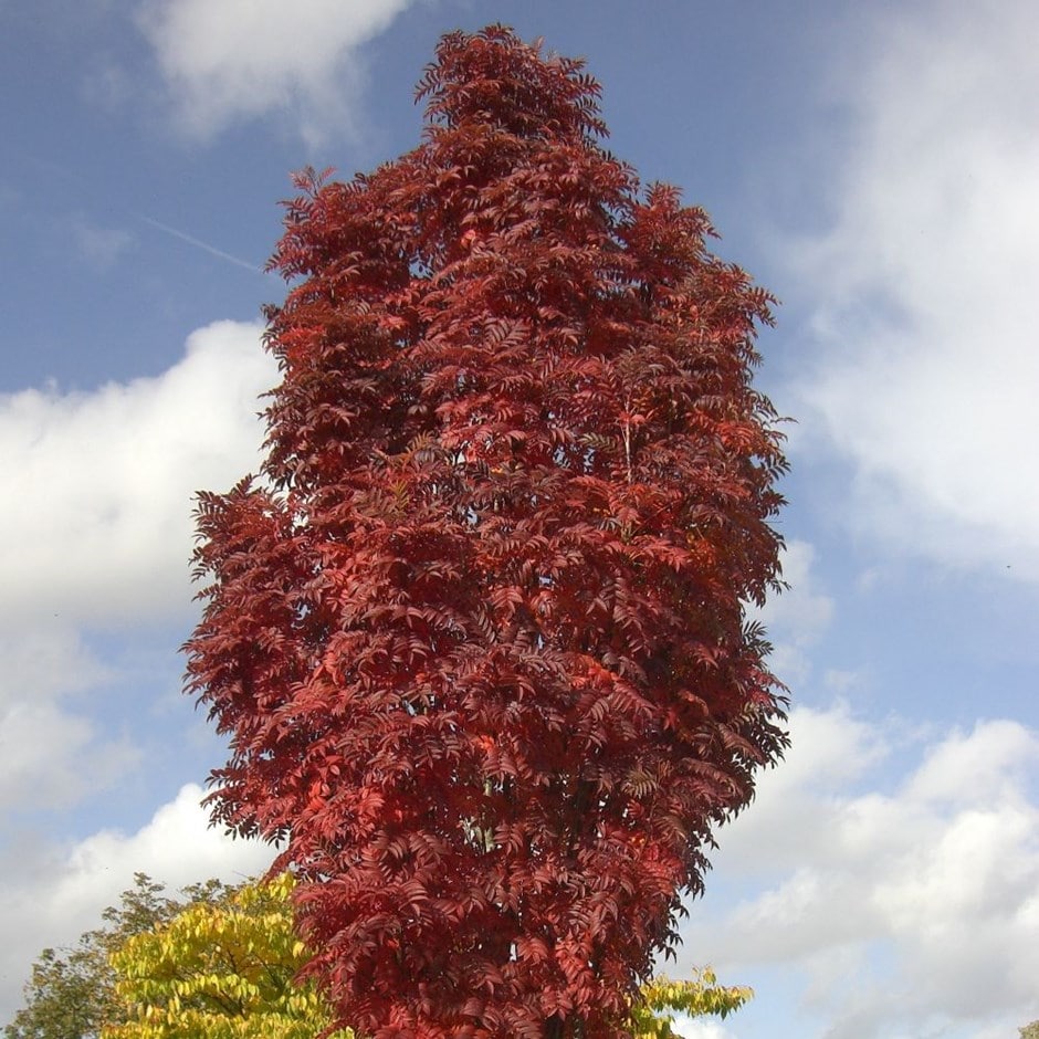 <i>Sorbus</i> <b class=small-caps>Autumn Spire</b> ('Flanrock') (PBR)