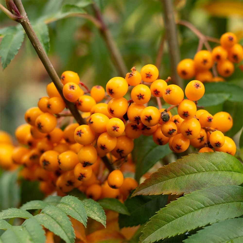 <i>Sorbus</i> <b class=small-caps>Autumn Spire</b> ('Flanrock') (PBR)