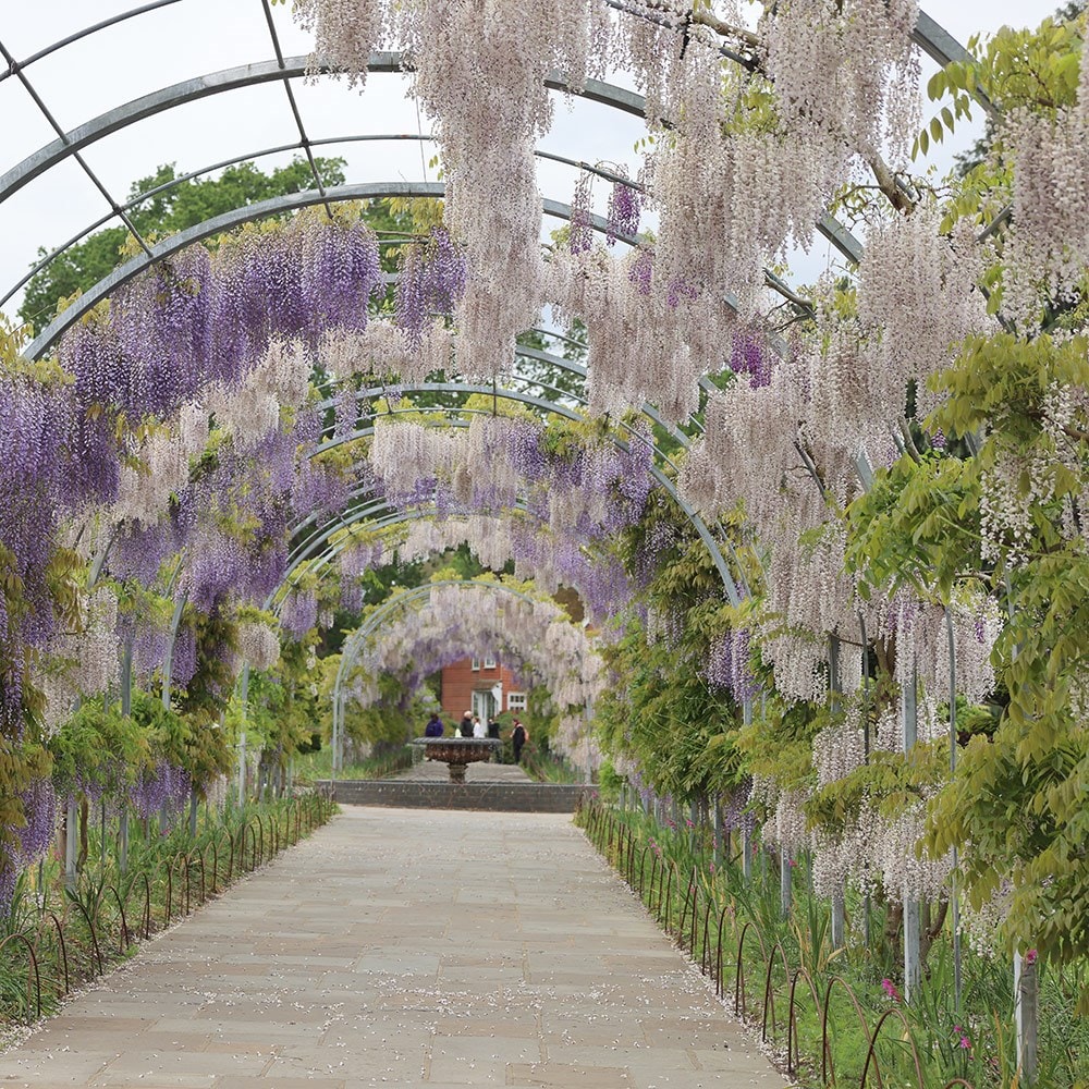 <i>Wisteria floribunda</i> 'Kimono'