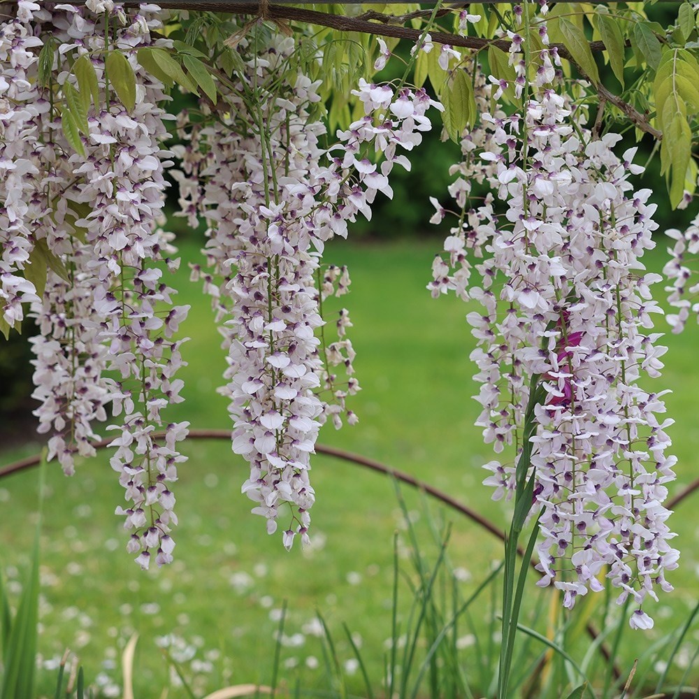<i>Wisteria floribunda</i> 'Kimono'