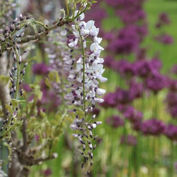 Wisteria floribunda Kimono