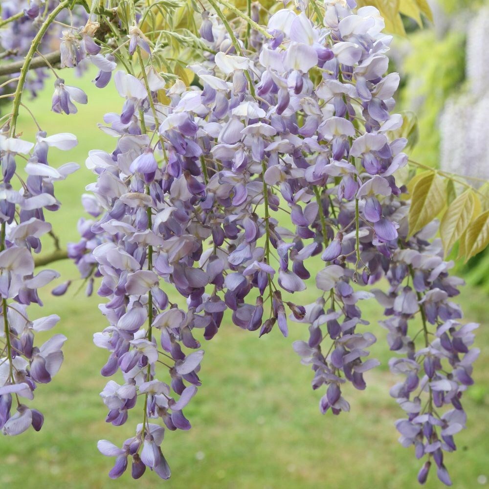Buy Chinese Wisteria Wisteria Sinensis Prolific £119 99 Delivery By Crocus