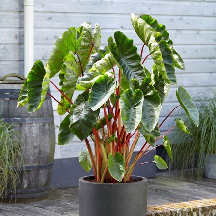 Buy red-stemmed elephant ears Colocasia esculenta Hawaiian Punch: £23.