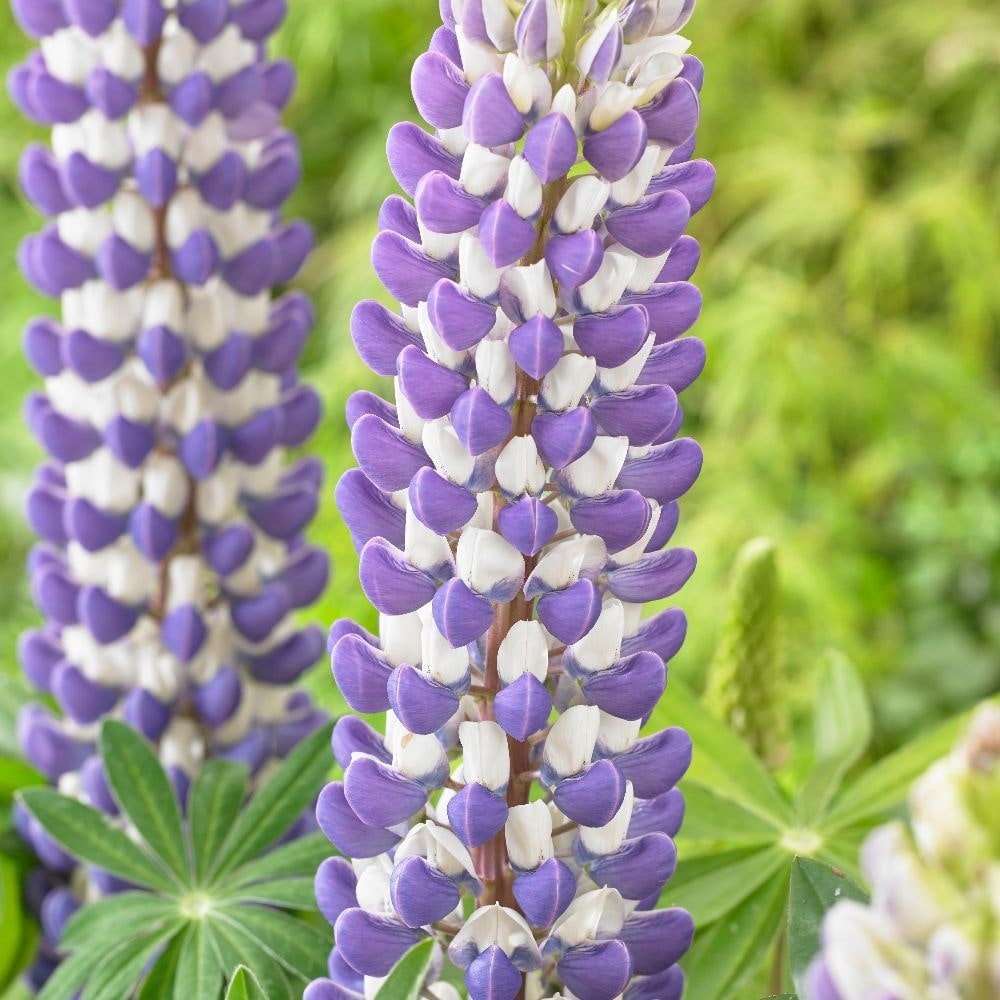 Product options image