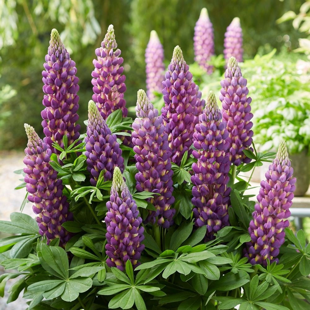 <i>Lupinus</i> 'Magic Lantern' (PBR)