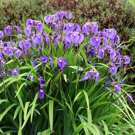 Buy bristle-pointed iris Iris setosa: £11.99 Delivery by Crocus
