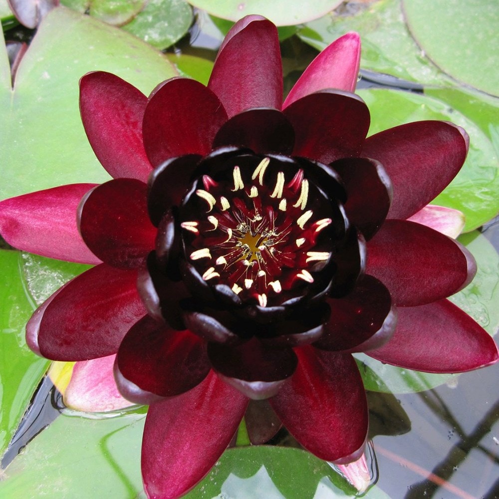 Product options image