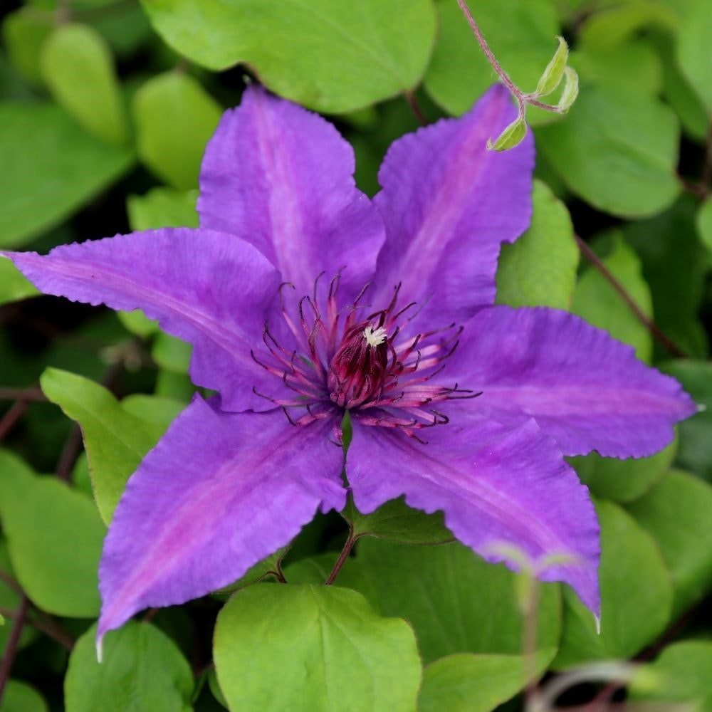 <i>Clematis</i> <b class=small-caps>Edda</b> ('Evipo074') (PBR) (Boulevard Series)