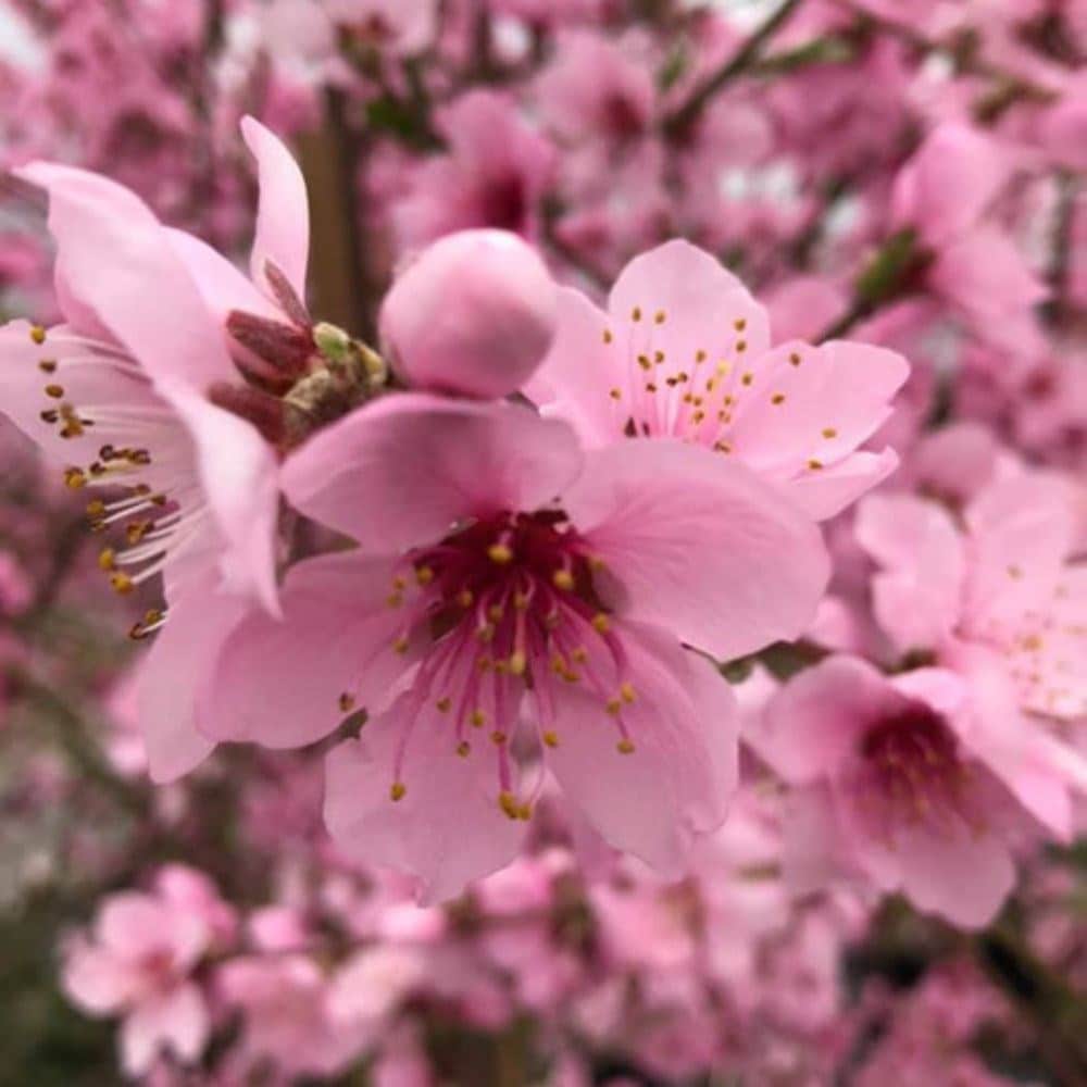 Product options image