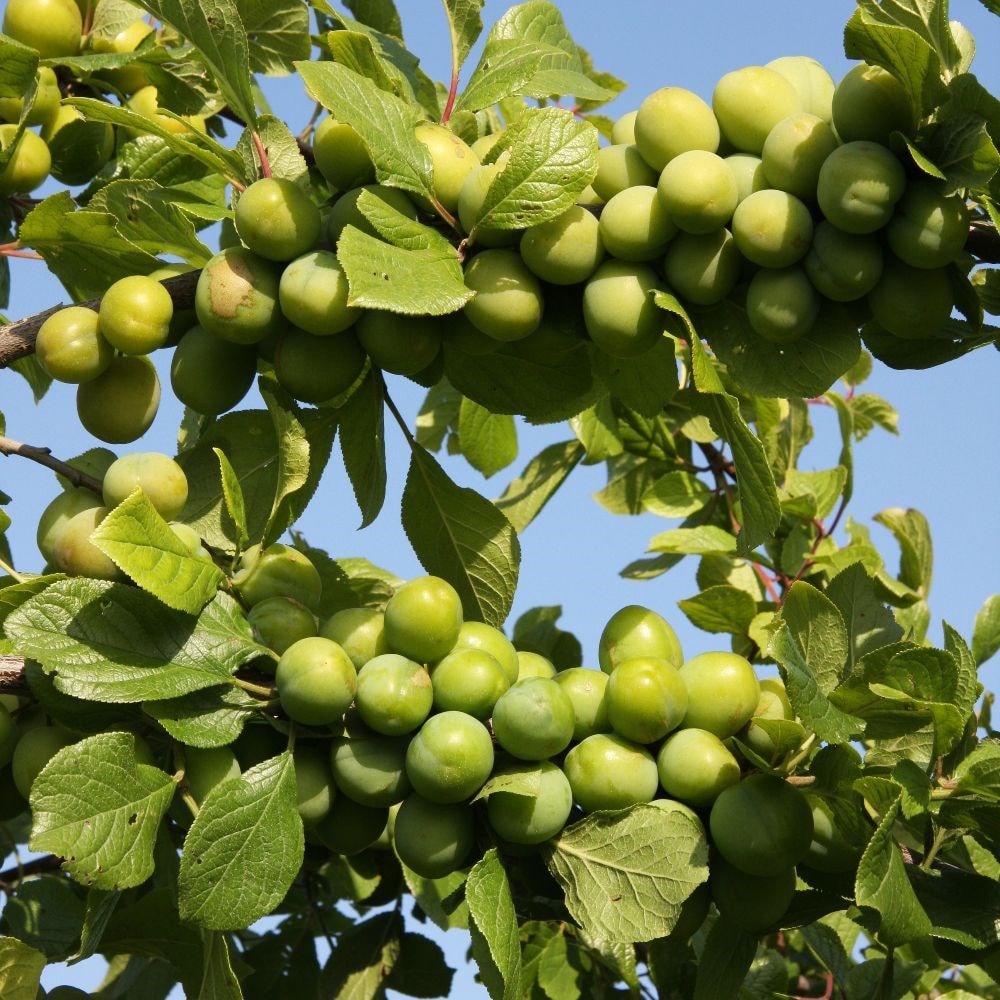 Product options image