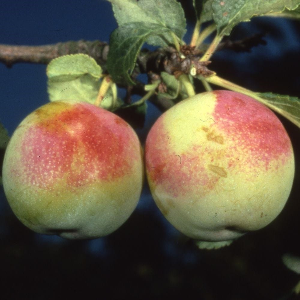 gage (syn. Prunus domestica Early Transparent Gage)