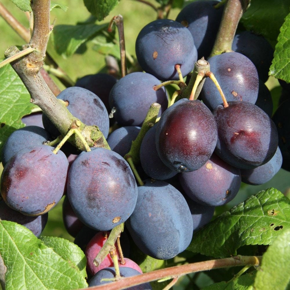 Product options image