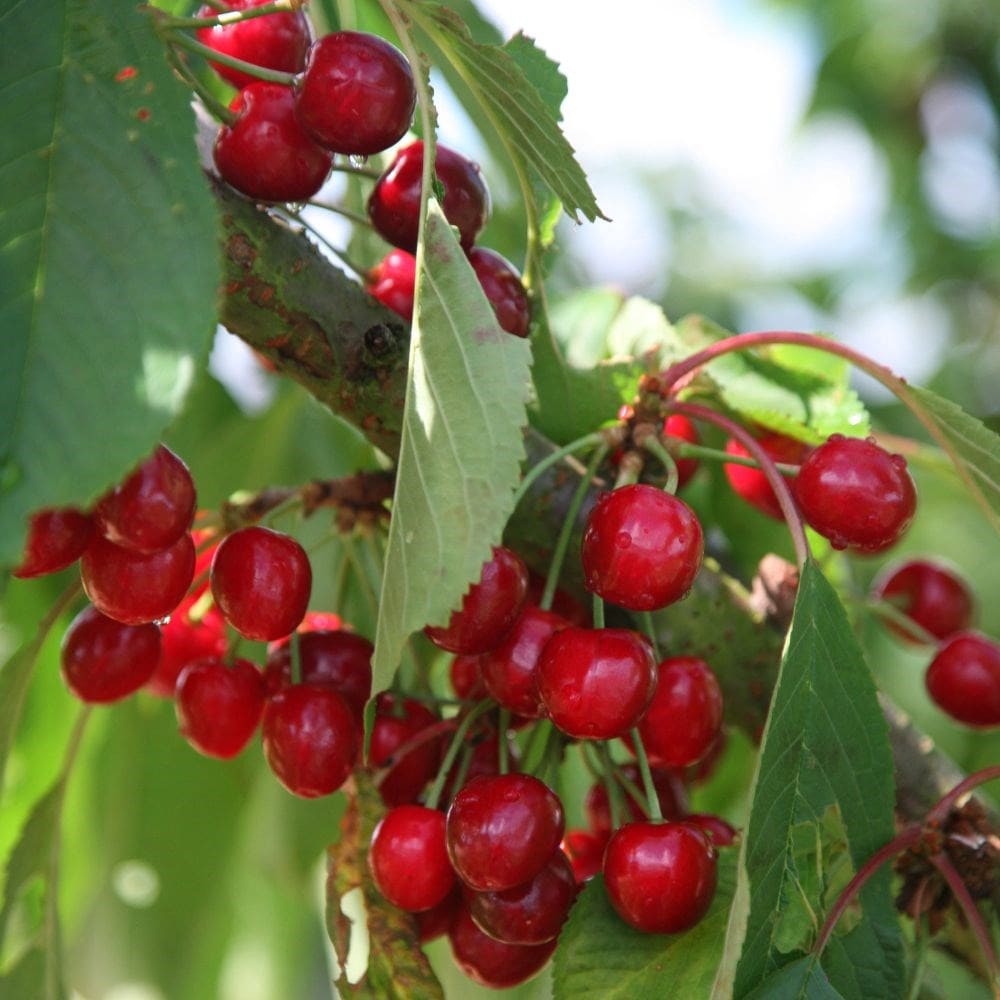 Buy Sweet Cherry (syn. Prunus Avium Stella) Cherry 'Stella': Delivery ...