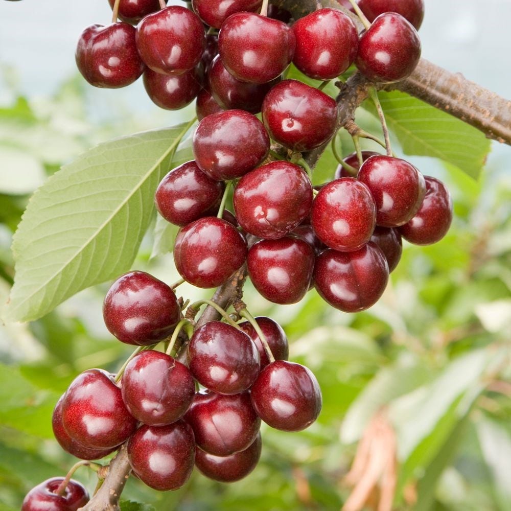 Product options image