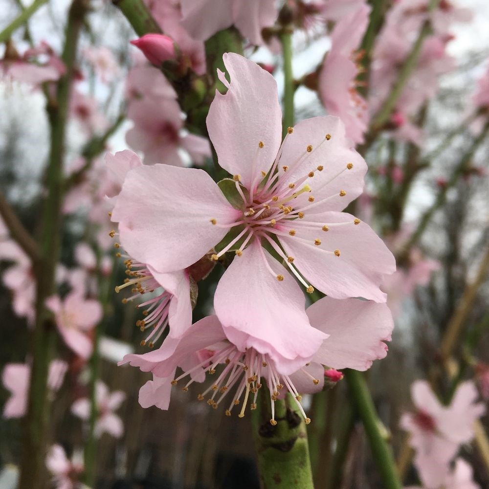 Product options image