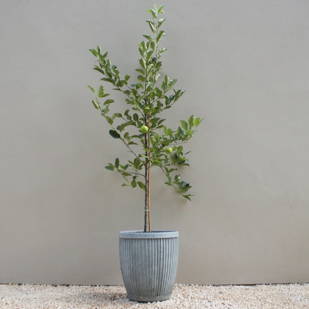 Product options image