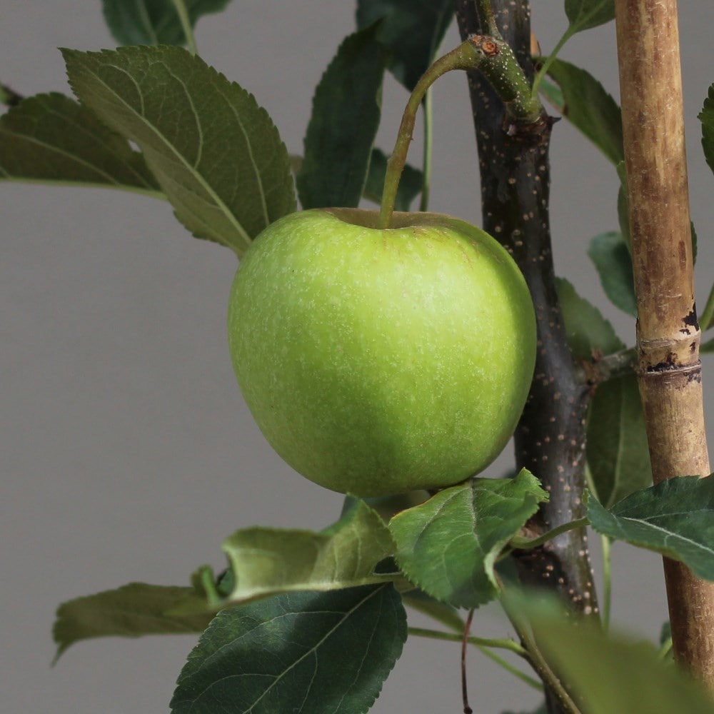 apple 'Blenheim Orange'