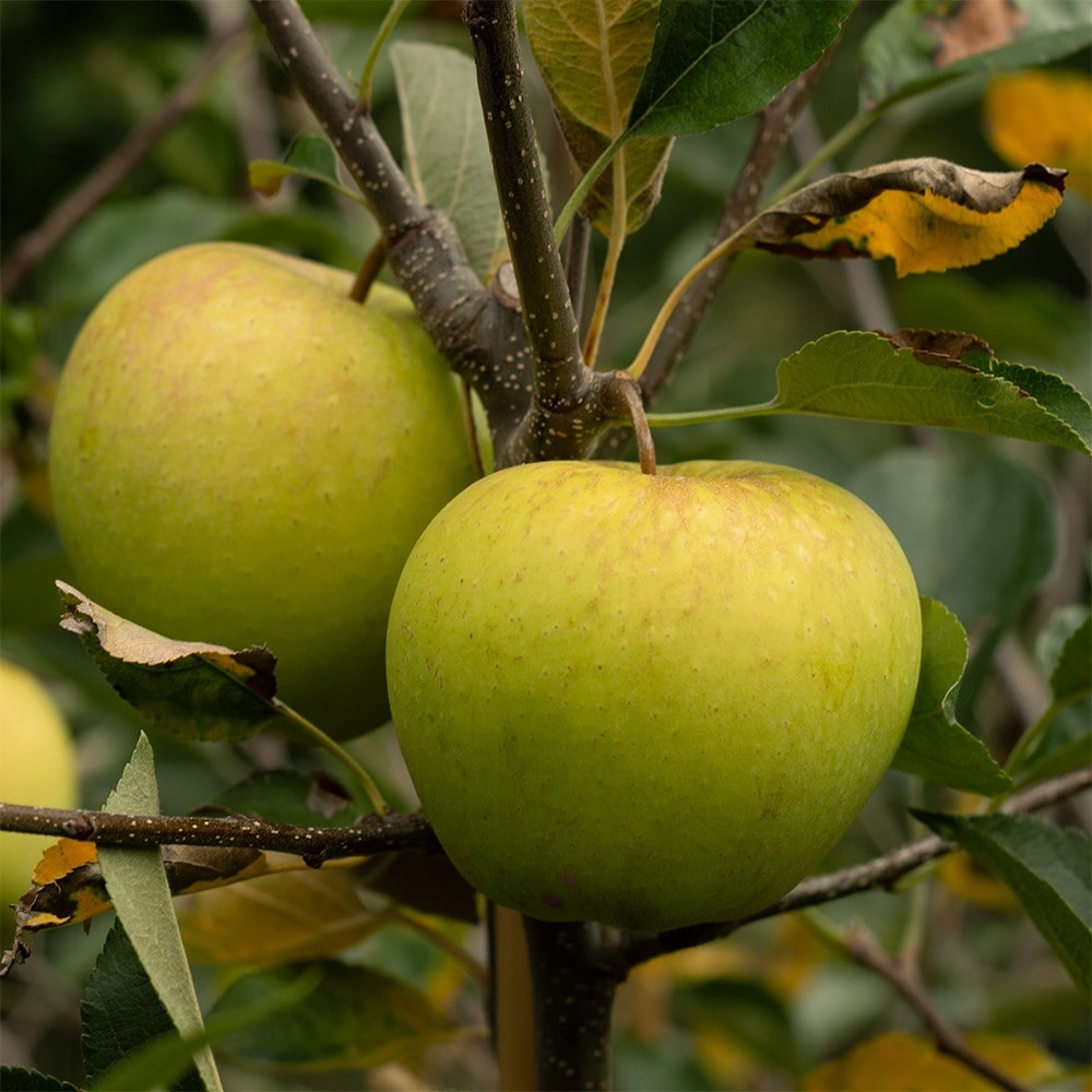 apple 'Blenheim Orange'