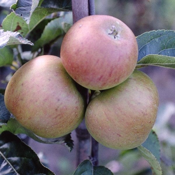 apple Blenheim Orange