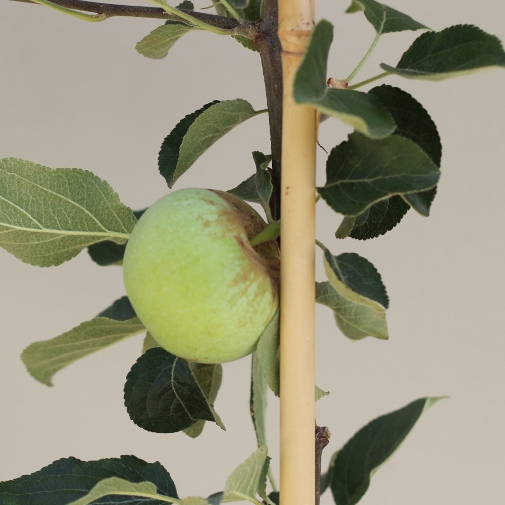 apple 'Charles Ross'