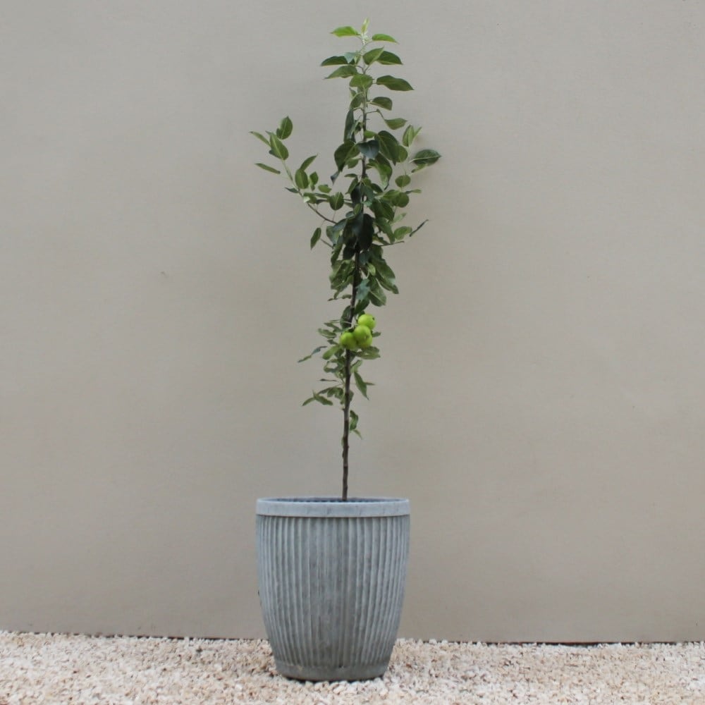 Product options image