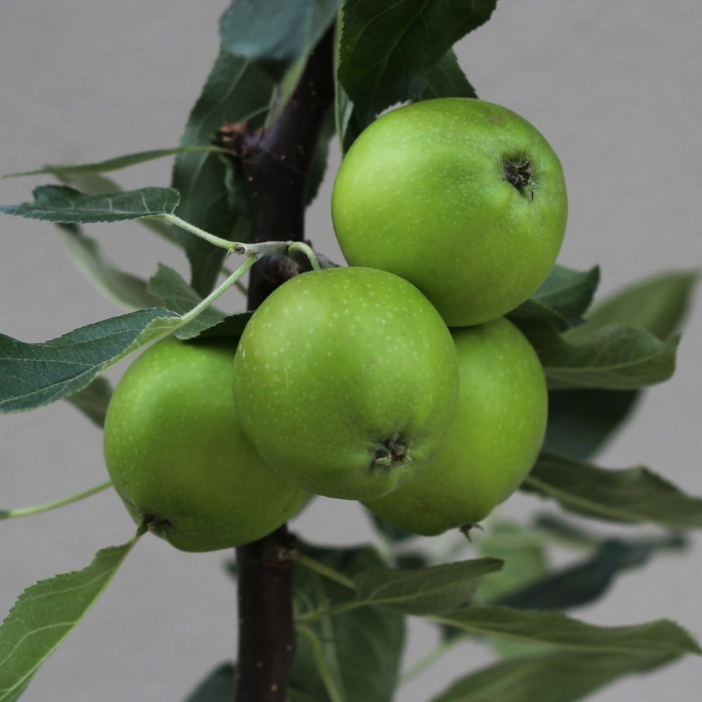 apple 'Discovery'