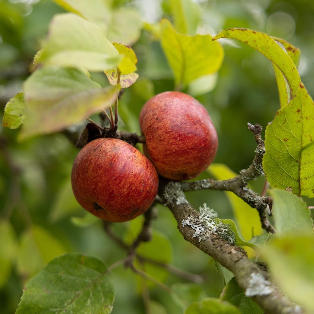 Product options image