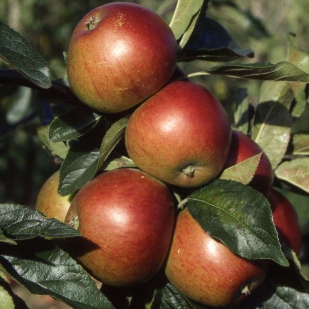 Product options image