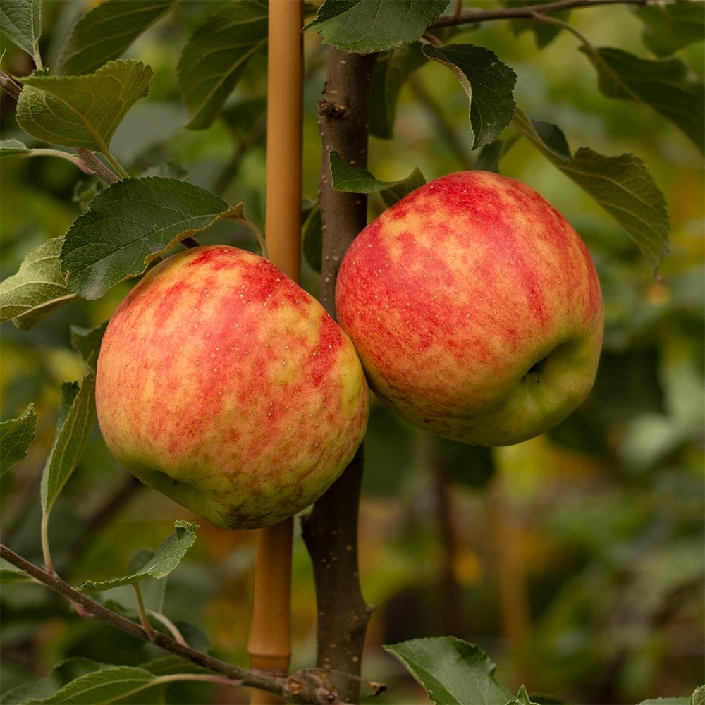 Product options image