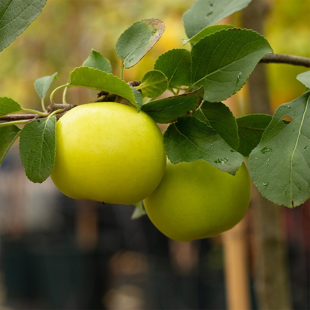 apple 'Greensleeves' (PBR)