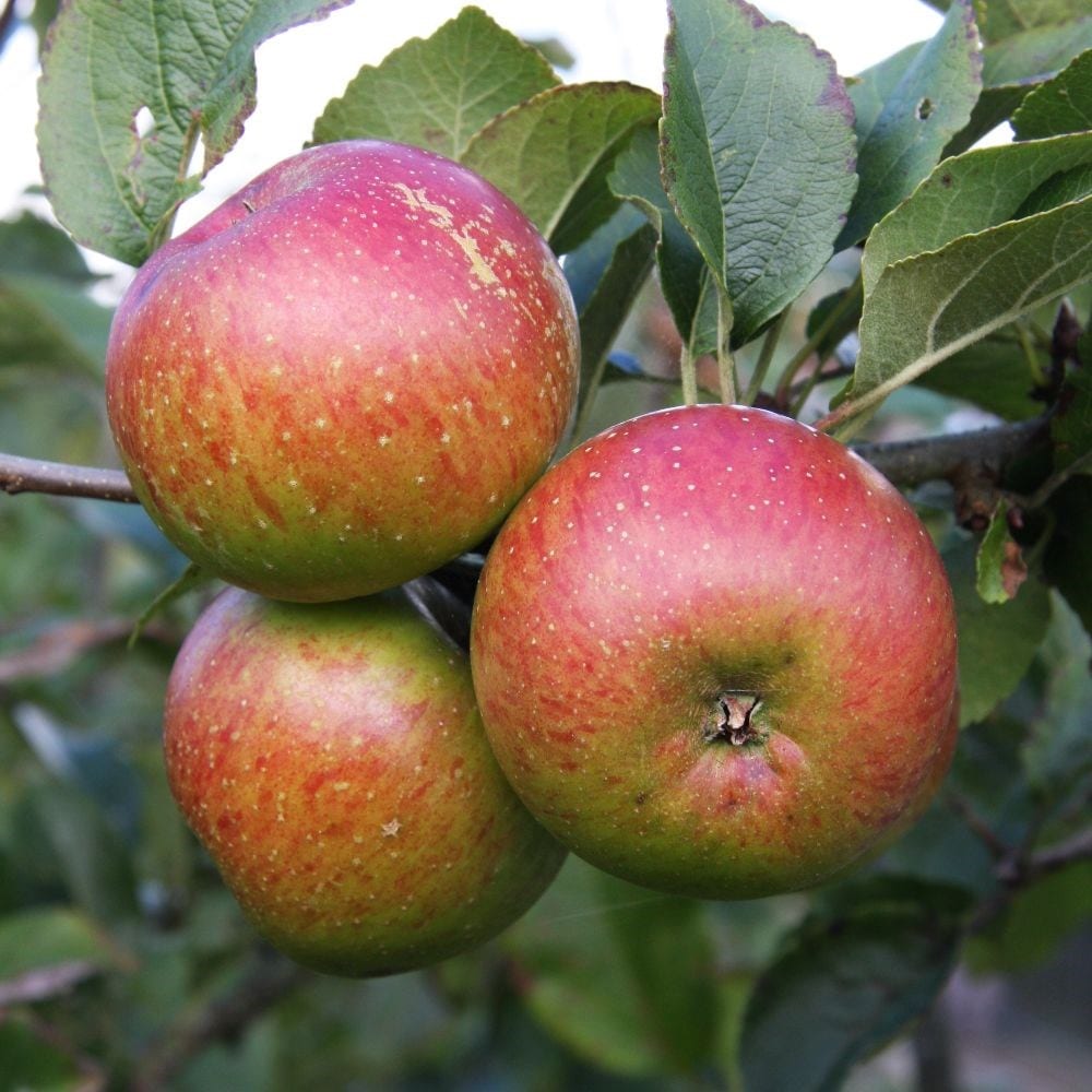 Product options image