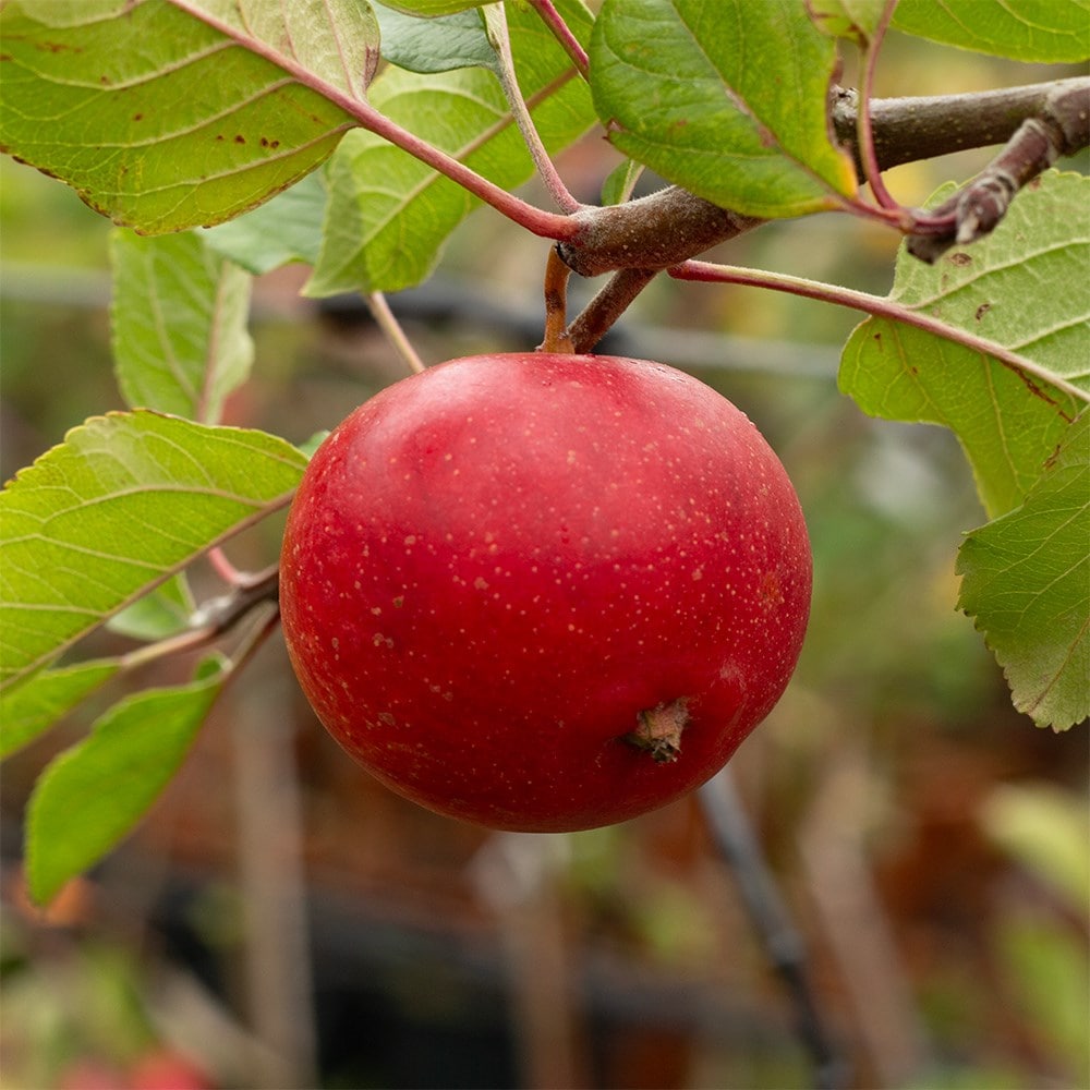apple 'Red Devil'