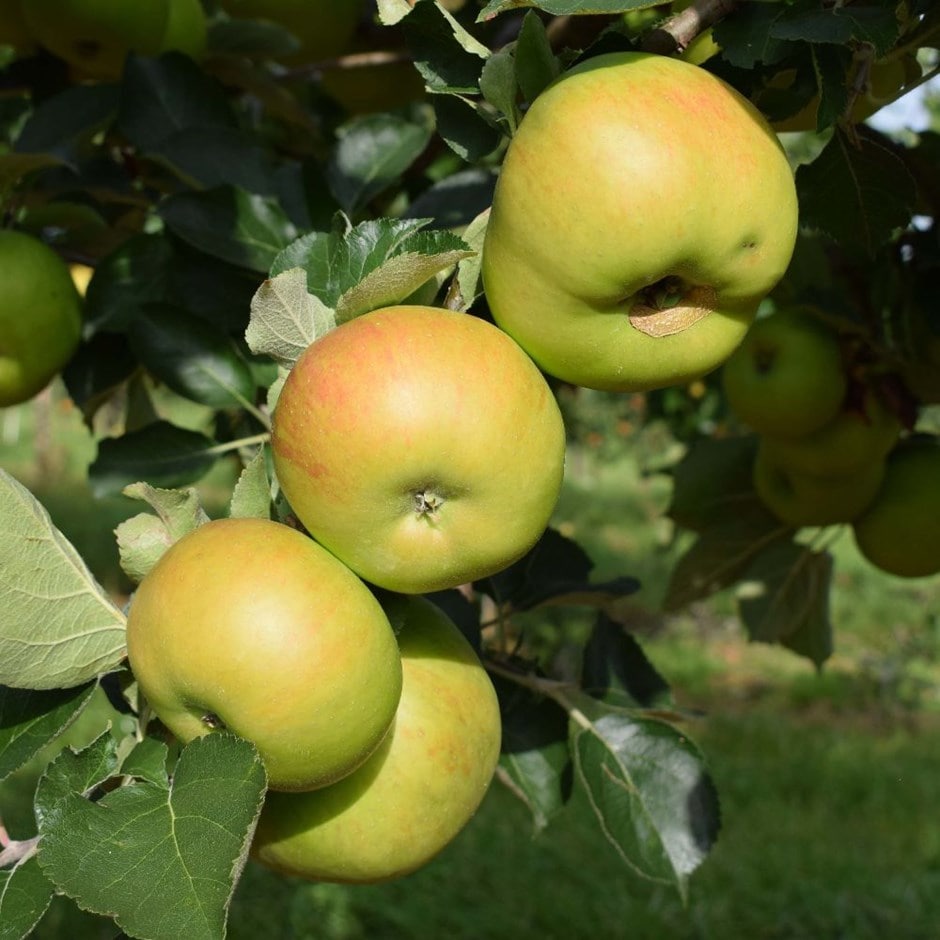 apple Bramley's Seedling