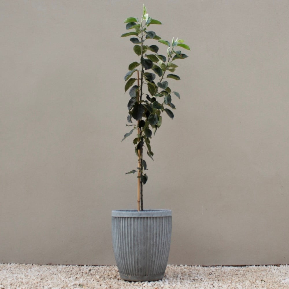 apple 'Bramley's Seedling'