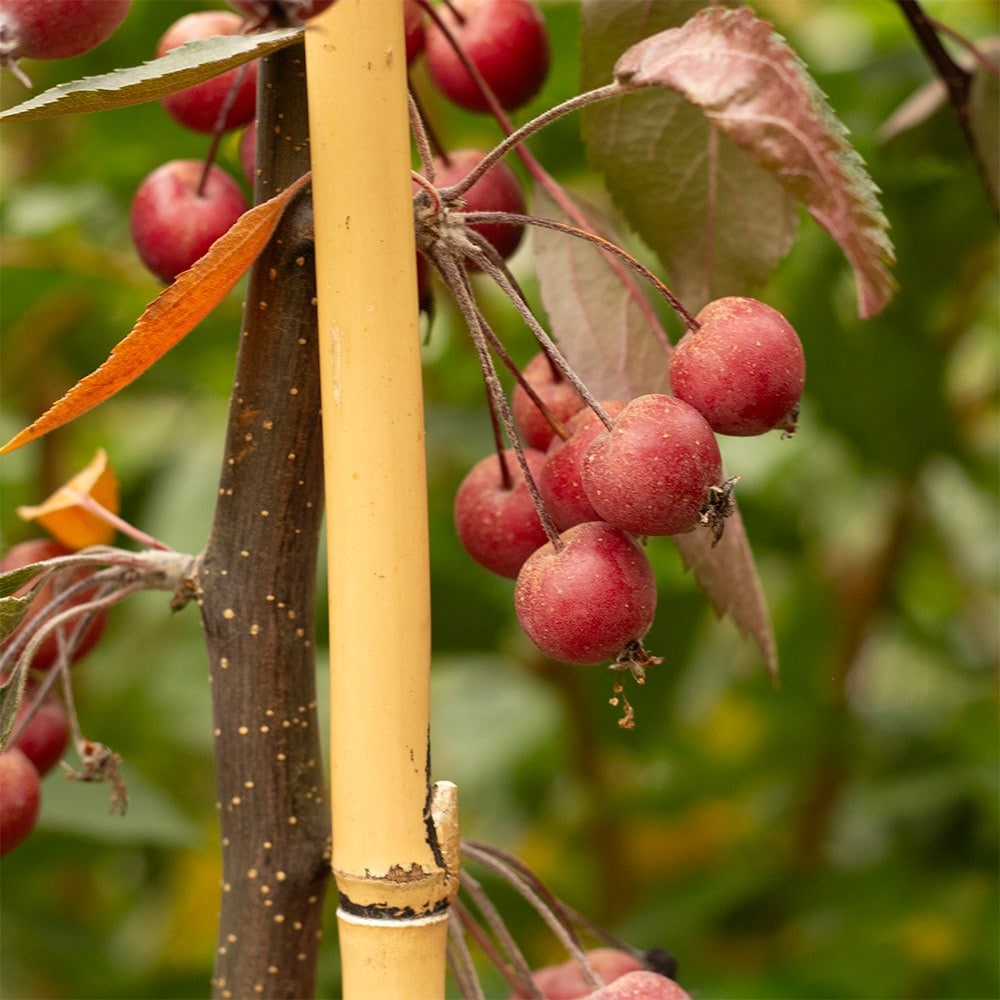 <i>Malus</i> × <i>purpurea</i> 'Crimson Cascade'