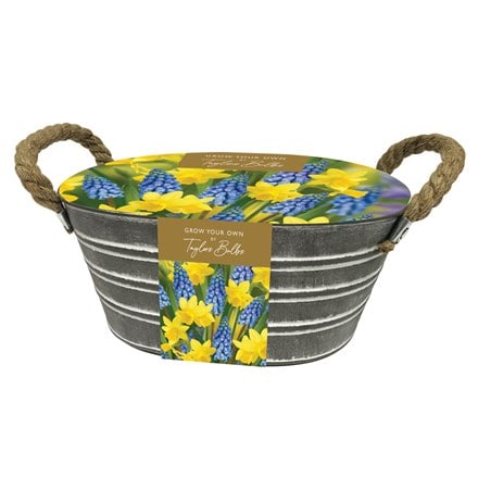 daffodil and muscari outdoor metal trough gift set