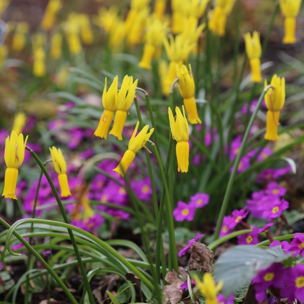 Product options image