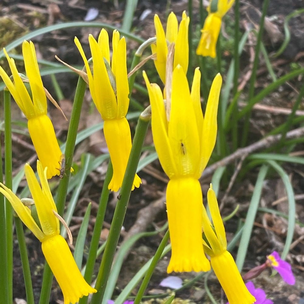 <i>Narcissus cyclamineus</i> 