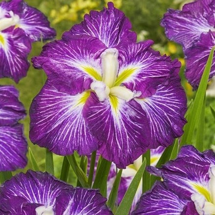 Iris ensata Jell-O (Dinner Plate Series)