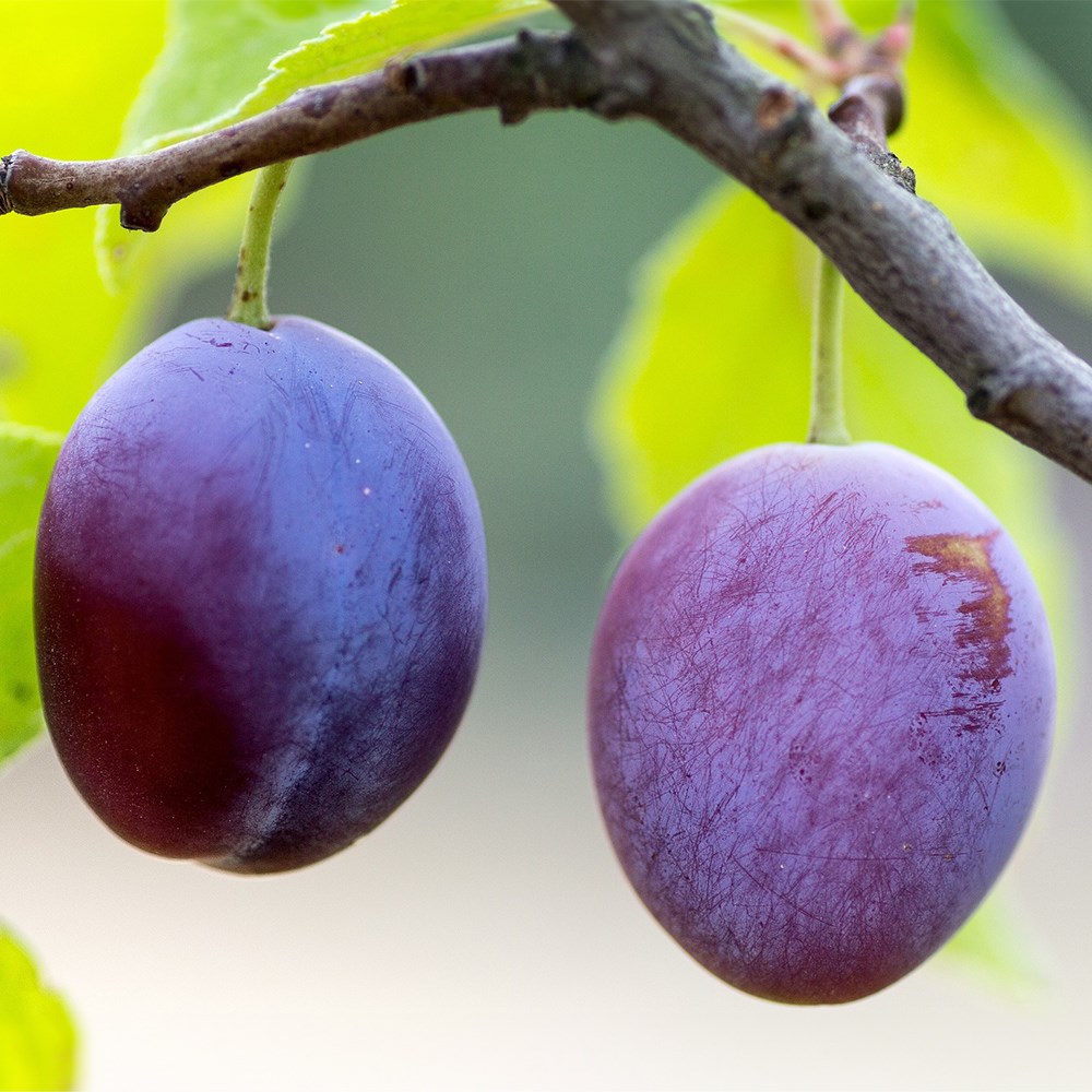 Product options image