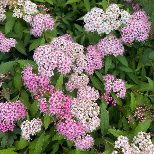 Spiraea japonica Genpei